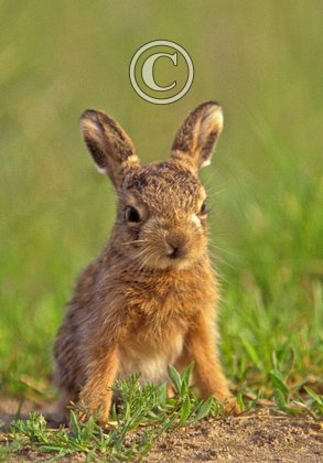 Brown Hare Leveret DM1179